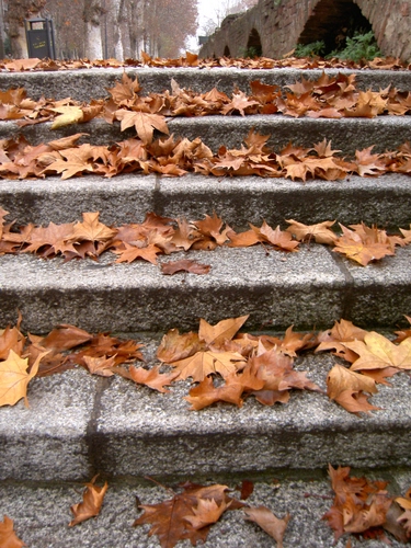 Immagine con foglie, autunno, gradini, marrone, secche, scala, scalini