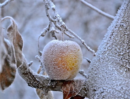 Immagine con foglie, brina, mela, ghiaccio, frutto, inverno, ramo, rami, bianco, picciolo, gelo, albero, neve, freddo, frutta, foglia, giallo, pianta