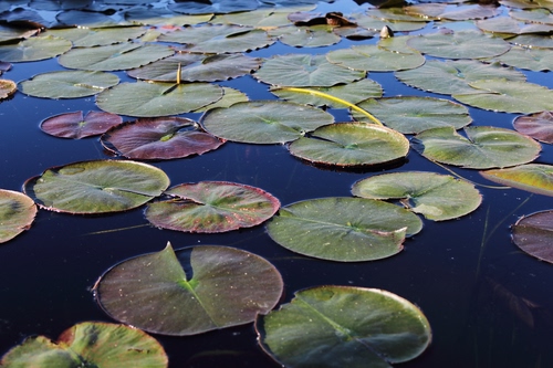Immagine con foglie, acqua, verde, stagno, ninfee, rotonde, natura, loto