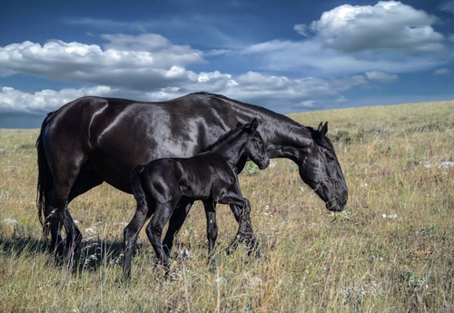 Immagine con nuvole, cavalli, nero, cielo, erba, puledro, due, prato, animali, zampe, lucido, neri, cavallo, azzurro
