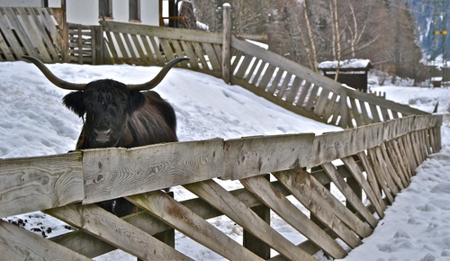 Immagine con neve, corna, staccionata, inverno, legno, alberi, casa, bianco, recinto, animale, montagna, nero, toro, bovino, mucca, recinzione, finestre