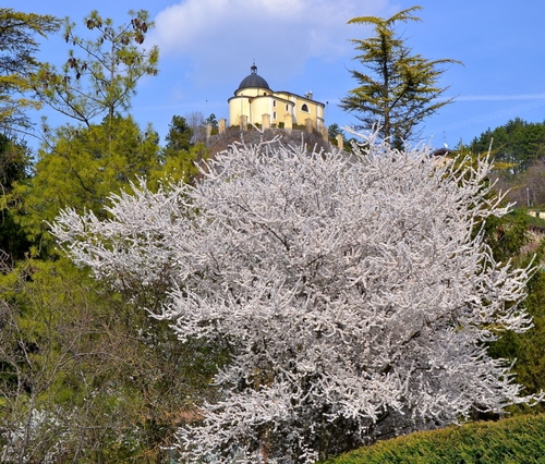 Immagine con chiesa, fiori, primavera, alberi, bianco, albero, cielo, verde, rami