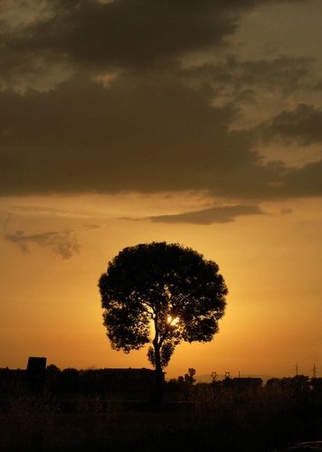 Immagine con nuvole, albero, cielo, tramonto, controluce, sole, silhouette, arancione, nero, case, giallo