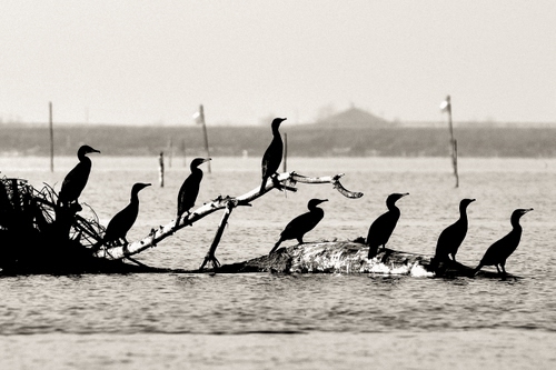 Immagine con acqua, uccelli, ramo, bianconero, animali, nero, cormorani, pali, fiume, mare, rami, albero, fila, controluce, tronco