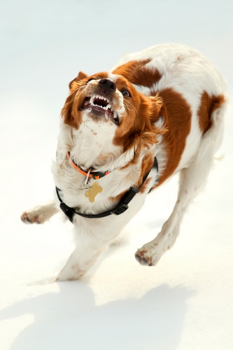 Immagine con cane, denti, neve, collare, bianco, muso, corsa, ringhio, animale, bicolore