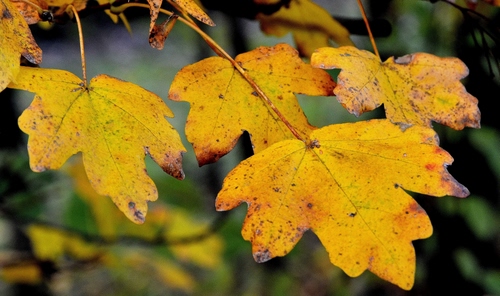 Immagine con foglie, autunno, giallo, quattro, sfocato, rami, gialle, verde, natura, nervature