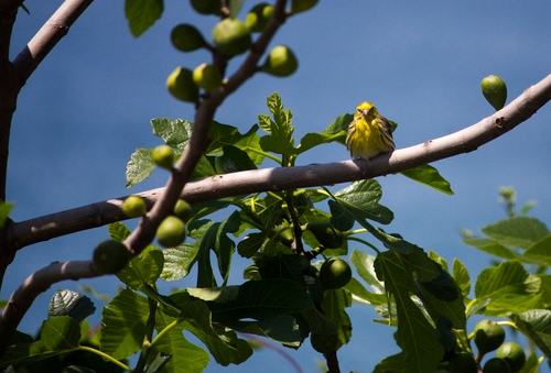 Immagine con rami, fichi, foglie, uccello, verde, cielo, frutti, frutta, uccellino, albero