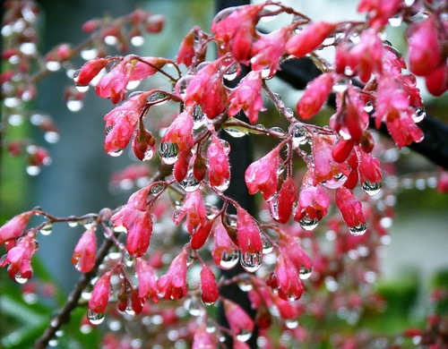 Immagine con gocce, fiori, rosso, acqua, pioggia, ramo, verde, sfocato, boccioli, rosa, macro, natura, pianta, rugiada