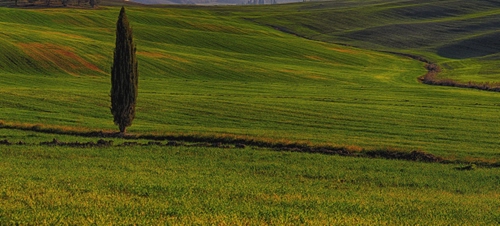Immagine con verde, albero, cipresso, erba, colline, prato, campagna, prati, agricoltura, solo, paesaggio