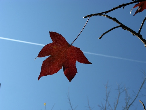 Immagine con foglia, scia, cielo, rami, autunno, ramo, azzurro, rosso, marrone