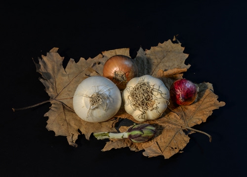 Immagine con carciofo, aglio, cipolle, foglie, bianco, ortaggi, rosso, nero, cipolla, verde, foglia, verdure, secche, radici, marrone, rossa, natura, bianca