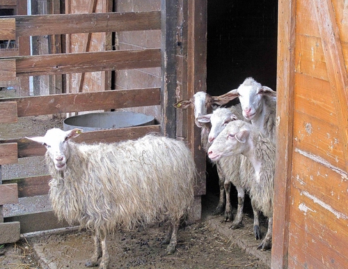 Immagine con pecore, lana, zampe, animali, legno, ovini, orecchie, ovile, stalla, vello, bianco, pelo, musi, porta, staccionata, gregge, muso