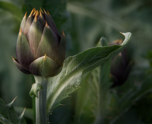 Immagine con verde, spine, carciofo, foglie, ortaggio, macro, foglia, sfocato, verdura, cibo, pianta