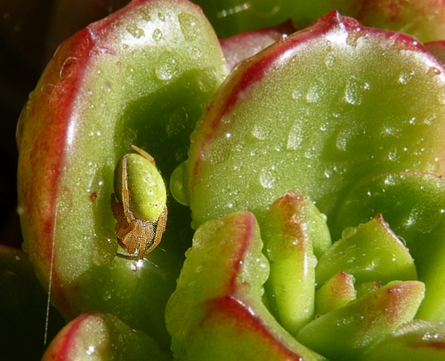 Immagine con verde, gocce, acqua, rosso, pianta, foglie, grassa, macro, fiore, grasse, piante, rugiada