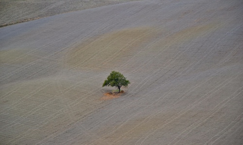 Immagine con albero, verde, solo, campo, uno, minimal, solitario, campagna, minimalismo, natura, rami