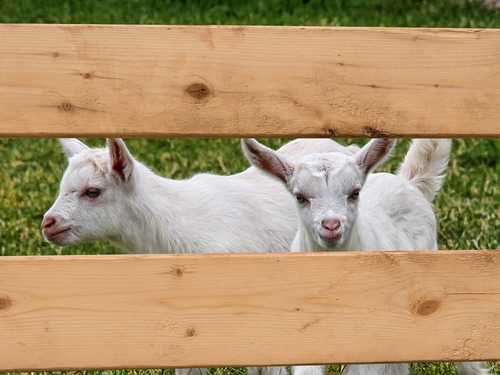 Immagine con bianco, due, verde, legno, staccionata, erba, capre, tavole, orecchie, animali, agnelli, ovini, occhi, musi, caprette, recinto, prato, assi