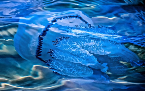 Immagine con medusa, acqua, azzurro, tentacoli, blu, mare, onde, animale, trasparenza, riflessi