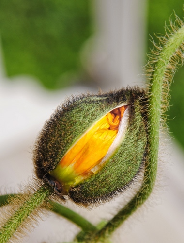 Immagine con verde, giallo, bocciolo, fiore, peli, peluria, gambo, papavero, stelo, macro, sfocato