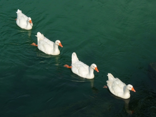 Immagine con acqua, quattro, bianco, oche, fila, zampe, becco, arancione, verde, piume, uccelli, anatre, animali, bianche, becchi, papere