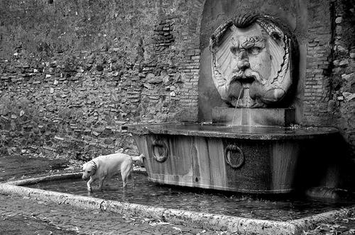 Immagine con fontana, cane, acqua, mascherone, vasca, muro, bianconero, mattoni, bocca, pietra, animale, occhi