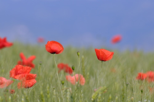 Immagine con papaveri, rosso, fiori, campo, verde, cielo, erba