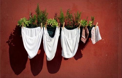 Immagine con piante, mutande, ombre, muro, mollette, bucato, bianco, vasi, biancheria, panni, rosso, verde, ombra, marrone, erbe, rosmarino