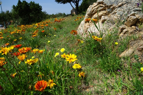 Immagine con fiori, erba, prato, alberi, verde, roccia, giallo, rocce, cielo, arancione, cespugli, arancio, colori, fiore, margherite, petali