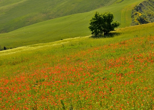 Immagine con rosso, verde, papaveri, albero, fiori, prato, alberi, erba, colline, primavera, campagna