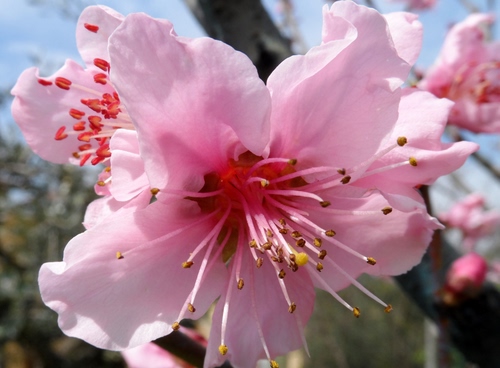 Immagine con rosa, petali, fiore, pistilli, pesco, ramo, primavera, stami, fiori