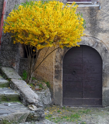 Immagine con giallo, portone, arco, albero, fiori, verde, pietra, pianta, gradini, scala, legno, forsizia, scalini, finestra, muro, sassi, erba, rami