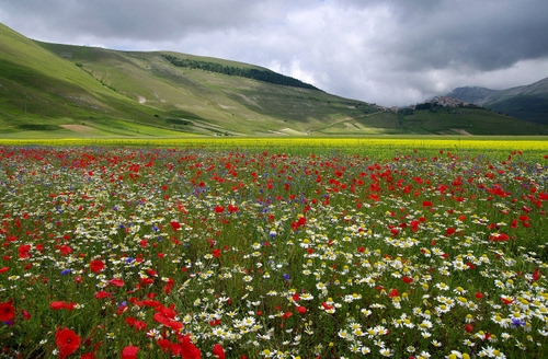 Immagine con fiori, papaveri, margherite, verde, nuvole, rosso, campo, montagne, prato, castelluccio, giallo