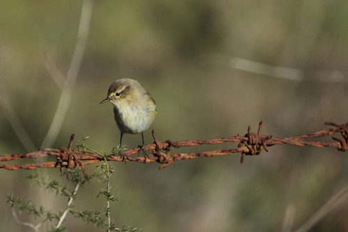 Immagine con filo, spinato, uccello, ruggine, becco, uccellino, passero, natura, macro, ferro