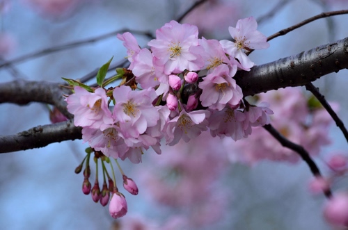 Immagine con rosa, primavera, fiori, ramo, pesco, boccioli, fiore, petali