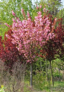 rosa, alberi, fiori, primavera, verde, rosso, foglie, colori, albero