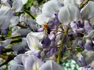 fiori, viola, ape, bianco, petali, insetto, verde, rami, glicine, natura, bianchi, animale