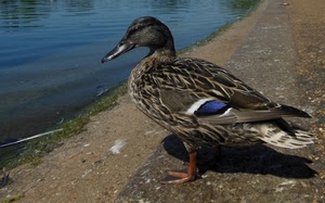 anatra, acqua, piume, becco, uccello, stagno, zampe, lago, blu, animale