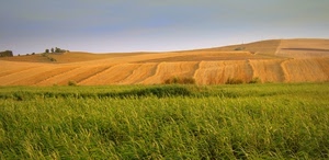 verde, erba, cielo, giallo, campagna, campi, grano, colline, paesaggio, alberi, collina, prato, agricoltura, azzurro, estate, coltivazioni