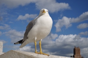 gabbiano, uccello, nuvole, cielo, zampe, bianco, becco