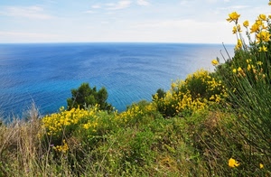 mare, fiori, giallo, ginestre, azzurro, acqua, orizzonte, erba, verde, panorama, gialli