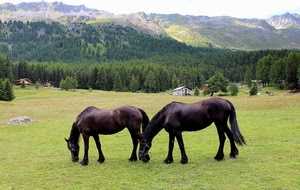 cavalli, due, prato, montagna, erba, pascolo, alberi, bosco, montagne, verde