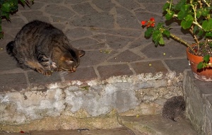 gatto, vaso, riccio, pianta, felino, animali, scalino, fiori, porcospino, verde, micio, animale, rosso, gerani, foglie, angolo, gradino, fiore