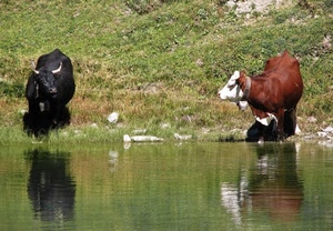 acqua, mucche, erba, corna, riflessi, verde, toro, mucca, campanacci, bianco, fiume, due, animali, nero, nera, marrone, riflesso, lago, bovini