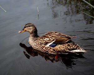 becco, anatra, acqua, piume, uccello, riflesso, penne, papera, volatile, ali, coda, animale