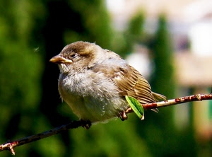 uccello, becco, piume, ramo, foglia, verde, passero, occhio, sfocato, ali, occhi, uccellino, animale