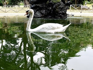 cigno, riflesso, bianco, acqua, laghetto, parco, stagno, lago, giardino