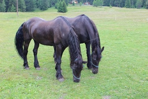 cavalli, prato, due, verde, nero, alberi, erba, zampe, coppia, natura, animali