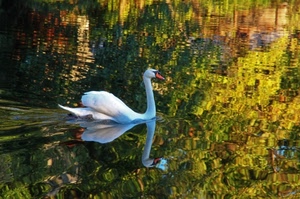 cigno, riflesso, acqua, bianco, becco, lago, foglie, verde