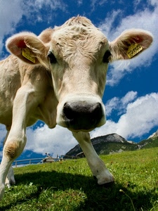 mucca, nuvole, muso, montagna, erba, prato, bovino, animale, orecchie, naso, verde, cielo, vitello, animali