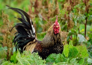 gallo, foglie, piume, verde, cresta, rosso, animale, coda, nero, piante, uccello, becco, bargigli