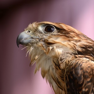 becco, occhio, uccello, piume, rapace, aquila, falco